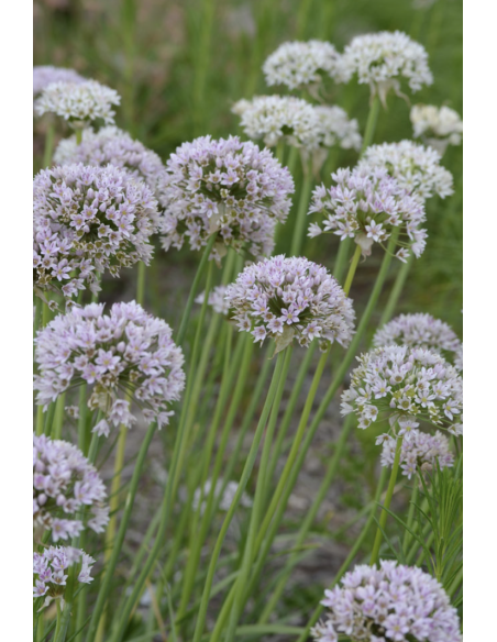Fresh Allium Garlic Stems | Wholesale Ornamental Foliage