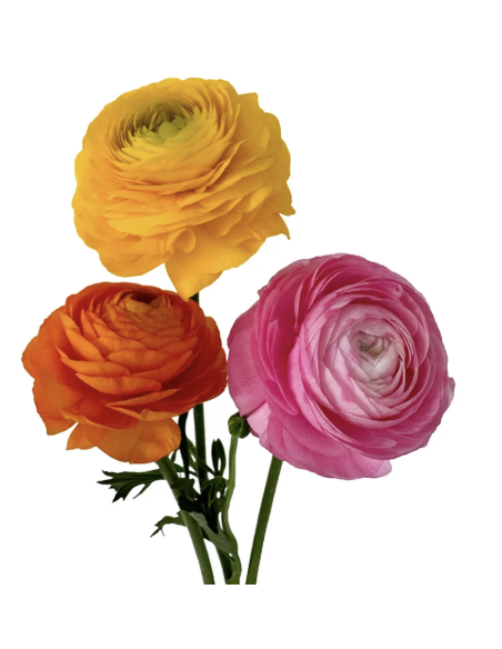 Wholesale Ranunculus (10 Stems) | Bulk Persian Buttercup Flowers