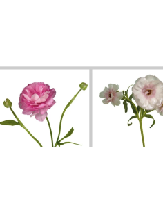 Wholesale Butterfly Ranunculus (10 Stems) | Pink & Red Spray Flowers