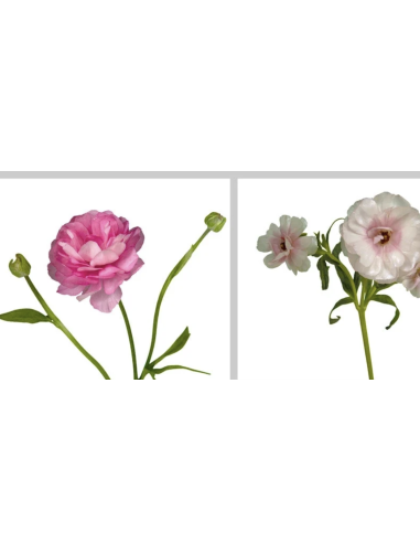 Wholesale Butterfly Ranunculus (10 Stems) | Pink & Red Spray Flowers