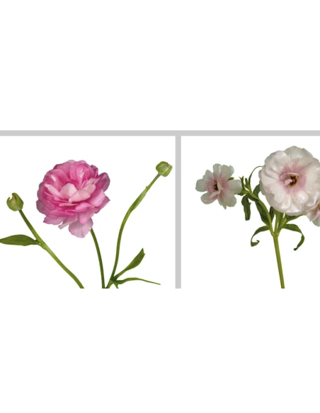 Wholesale Butterfly Ranunculus (10 Stems) | Pink & Red Spray Flowers