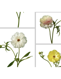 Wholesale Butterfly Ranunculus (10 Stems) | Pink & Red Spray Flowers 2