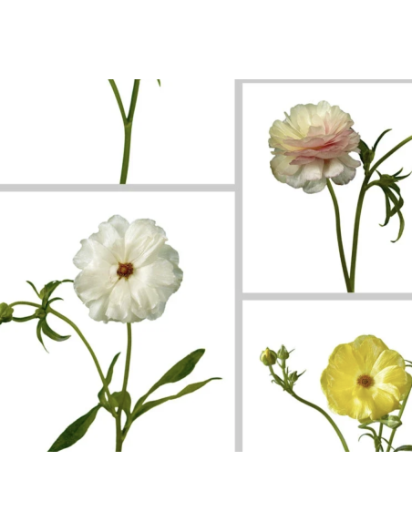 Wholesale Butterfly Ranunculus (10 Stems) | Pink & Red Spray Flowers