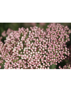 Wholesale Pink Riceflower (10 Stems) | Bulk Specialty Fillers