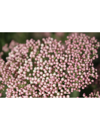 Wholesale Pink Riceflower (10 Stems) | Bulk Specialty Fillers