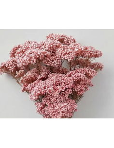 Wholesale Pink Riceflower (10 Stems) | Bulk Specialty Fillers 2