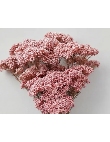 Wholesale Pink Riceflower (10 Stems) | Bulk Specialty Fillers