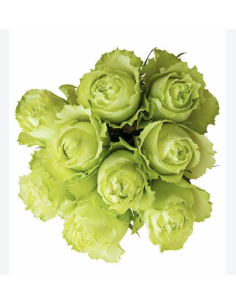 Wholesale Green Garden Roses (12 Stems) | Bulk Specialty Flowers
