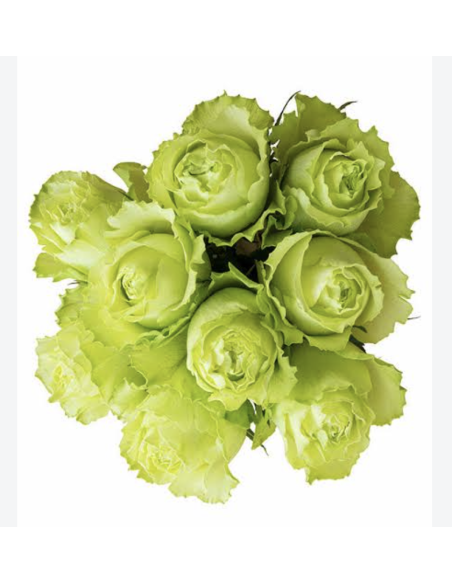 Wholesale Green Garden Roses (12 Stems) | Bulk Specialty Flowers