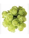 Wholesale Green Garden Roses (12 Stems) | Bulk Specialty Flowers