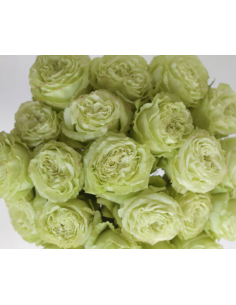 Wholesale Green Garden Roses (12 Stems) | Bulk Specialty Flowers 2