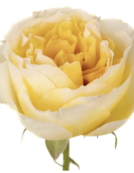 Wholesale Yellow Garden Roses (12 Stems) | Bulk Specialty Roses