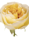 Wholesale Yellow Garden Roses (12 Stems) | Bulk Specialty Roses