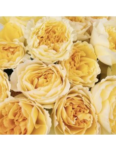 Wholesale Yellow Garden Roses (12 Stems) | Bulk Specialty Roses 2