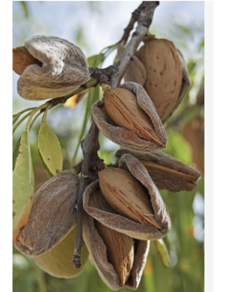 Fresh Almond Pod Bunches | Wholesale Specialty Botanicals