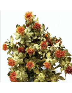 Wholesale Tall Safflower (10 Stems) | Orange Bulk Cut Flowers