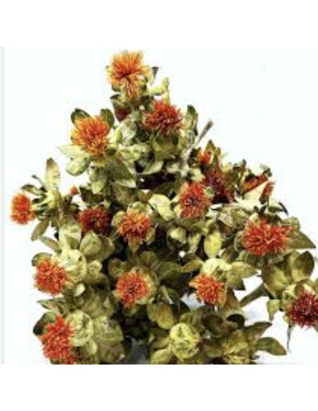 Wholesale Tall Safflower (10 Stems) | Orange Bulk Cut Flowers
