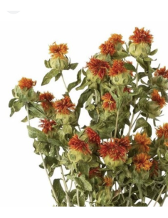 Wholesale Tall Safflower (10 Stems) | Orange Bulk Cut Flowers 2