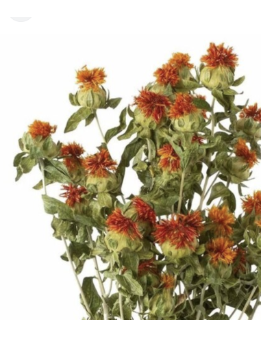 Wholesale Tall Safflower (10 Stems) | Orange Bulk Cut Flowers