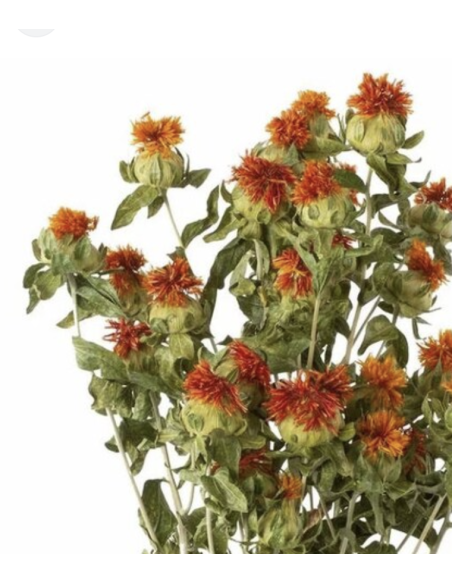 Wholesale Tall Safflower (10 Stems) | Orange Bulk Cut Flowers