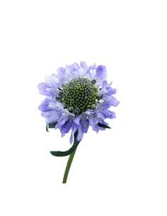 Scabiosa – Blue, White, Black, Pink, Lavender, Blush (10 Stem Bunch) 2