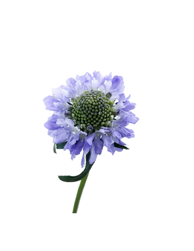 Scabiosa – Blue, White, Black, Pink, Lavender, Blush (10 Stem Bunch)