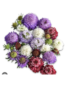 Scabiosa – Blue, White, Black, Pink, Lavender, Blush (10 Stem Bunch)