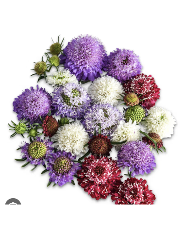 Scabiosa – Blue, White, Black, Pink, Lavender, Blush (10 Stem Bunch)