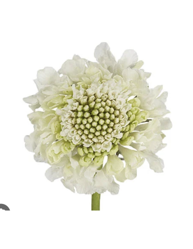 Scabiosa – Blue, White, Black, Pink, Lavender, Blush (10 Stem Bunch)