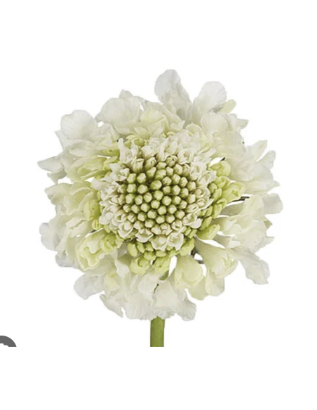 Scabiosa – Blue, White, Black, Pink, Lavender, Blush (10 Stem Bunch)