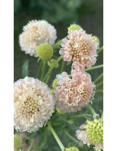 Wholesale Peach Scabiosa (10 Stems) | Bulk Pincushion Flowers