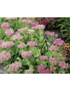 Wholesale Pink Sedum (10 Stems) | Bulk Stonecrop Flowers
