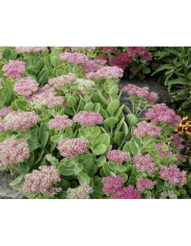 Wholesale Pink Sedum (10 Stems) | Bulk Stonecrop Flowers