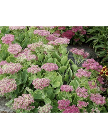 Wholesale Pink Sedum (10 Stems) | Bulk Stonecrop Flowers