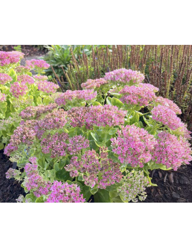 Wholesale Pink Sedum (10 Stems) | Bulk Stonecrop Flowers