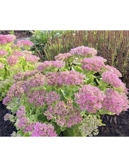 Wholesale Pink Sedum (10 Stems) | Bulk Stonecrop Flowers
