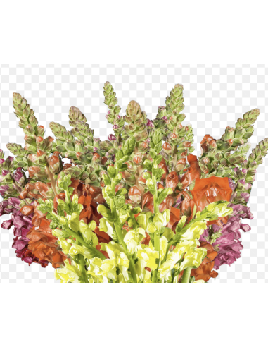 Wholesale Snapdragons (10 Stems) | Bulk Line Flowers