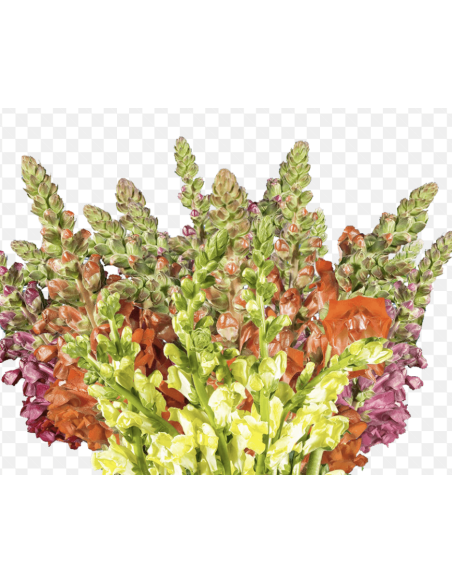 Wholesale Snapdragons (10 Stems) | Bulk Line Flowers