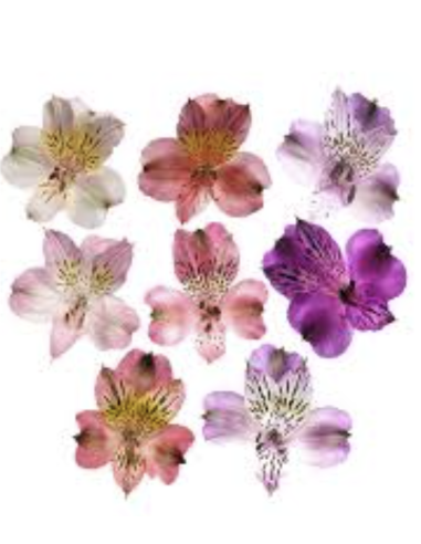Fresh Assorted Alstroemeria | Wholesale Peruvian Lilies