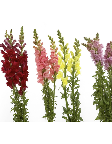 Wholesale Snapdragons (10 Stems) | Bulk Line Flowers