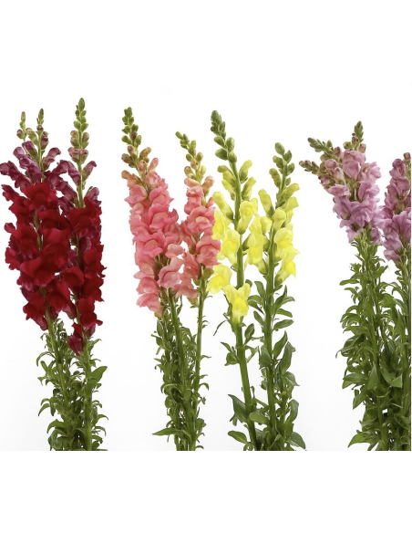 Wholesale Snapdragons (10 Stems) | Bulk Line Flowers