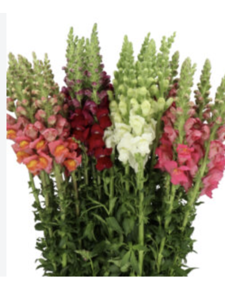 Wholesale Snapdragons (10 Stems) | Bulk Line Flowers