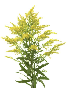 Wholesale Solidago (10 Stems) | Bulk Yellow Goldenrod Filler Flowers
