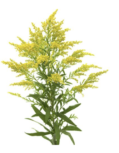Wholesale Solidago (10 Stems) | Bulk Yellow Goldenrod Filler Flowers