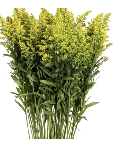 Wholesale Solidago (10 Stems) | Bulk Yellow Goldenrod Filler Flowers 2
