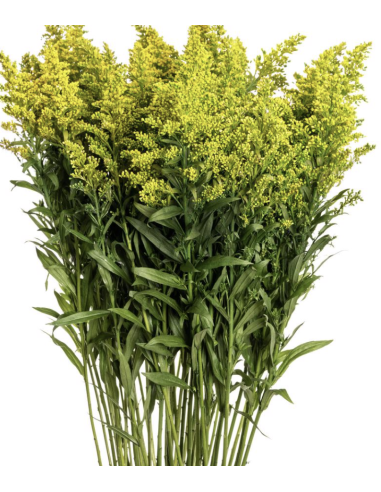 Wholesale Solidago (10 Stems) | Bulk Yellow Goldenrod Filler Flowers