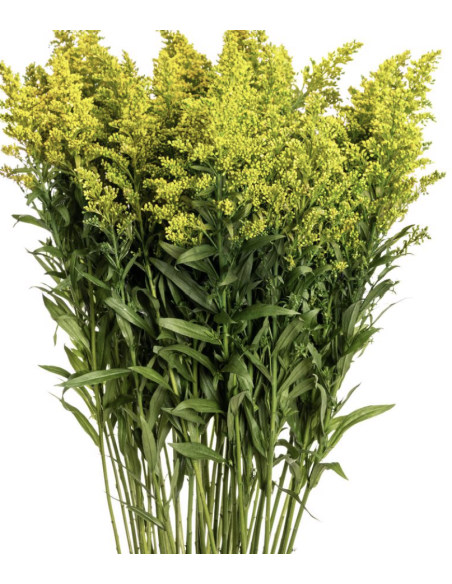 Wholesale Solidago (10 Stems) | Bulk Yellow Goldenrod Filler Flowers