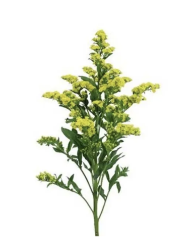 Wholesale Solidago (10 Stems) | Bulk Yellow Goldenrod Filler Flowers