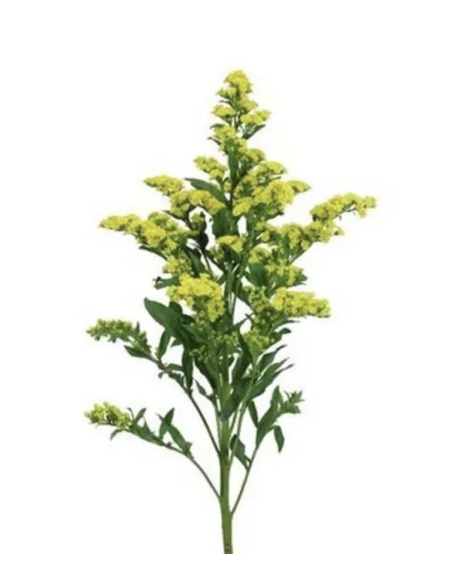 Wholesale Solidago (10 Stems) | Bulk Yellow Goldenrod Filler Flowers