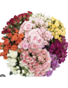 Wholesale Assorted Spray Roses (10 Stems) | Bulk Petite Roses